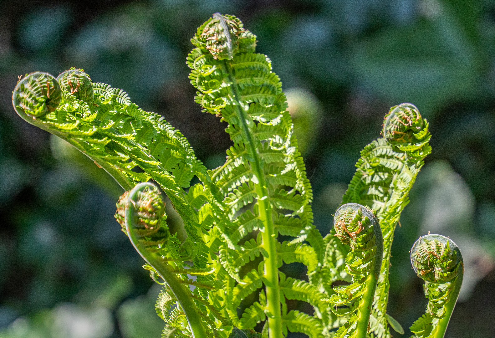 zu Besuch im Berggarten VII - Hannover