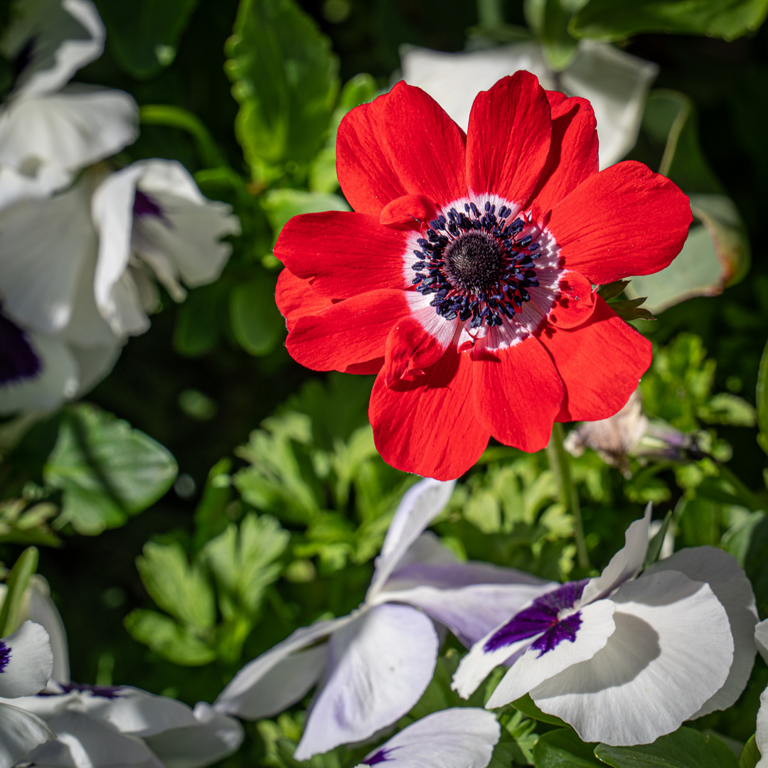 zu Besuch im Berggarten VIII - Hannover