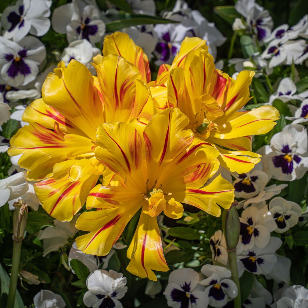 zu Besuch im Berggarten VIII - Hannover