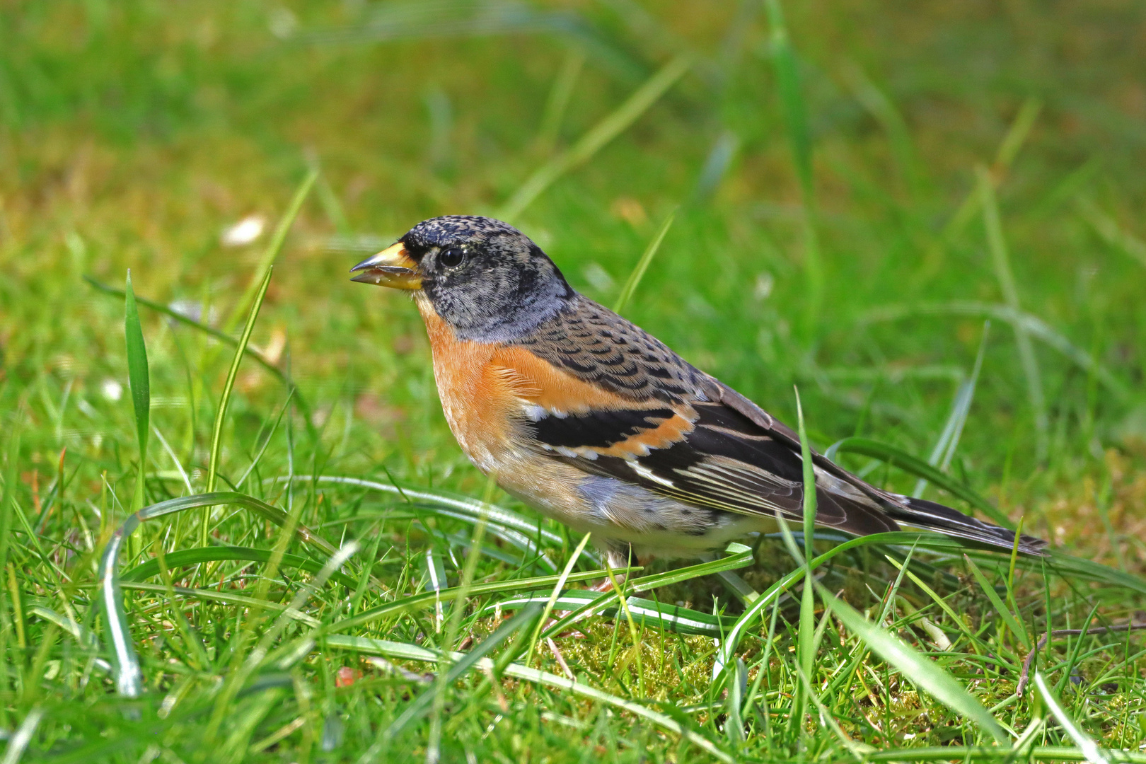 Zu Besuch im Garten...