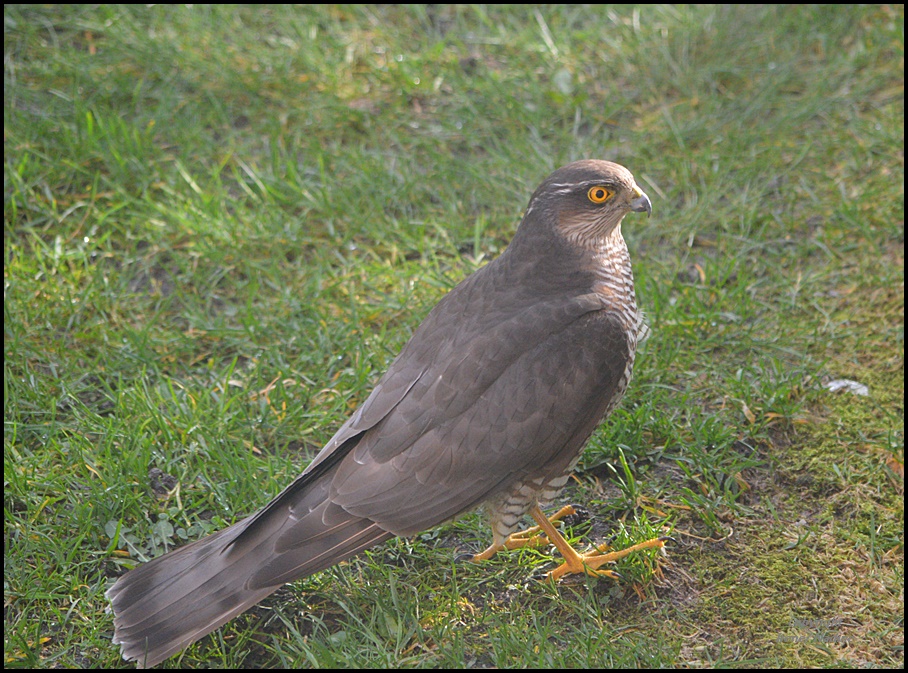 Zu Besuch im Garten...