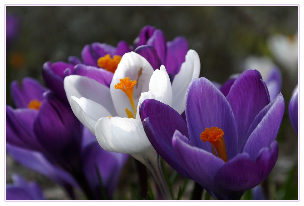 Zu Besuch im Krokus