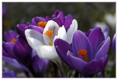 Zu Besuch im Krokus