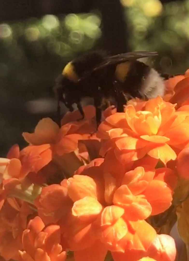 Zu Besuch im orangefarbenen Blütenbett