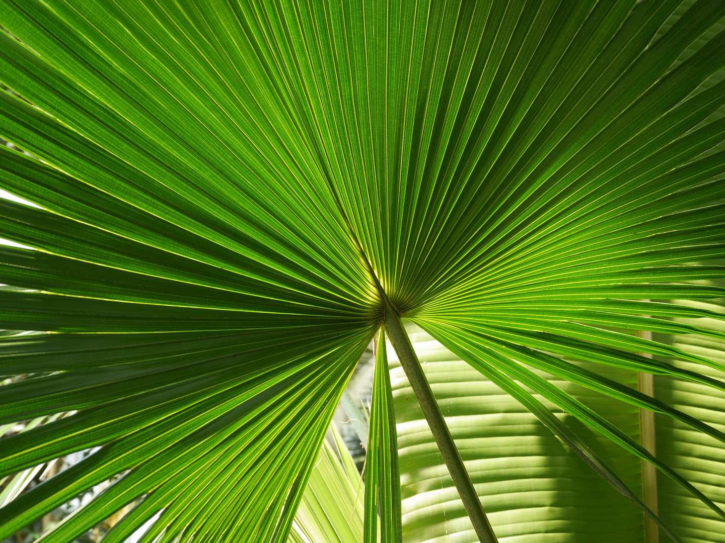 Zu Besuch im Palmengarten