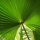 Zu Besuch im Palmengarten