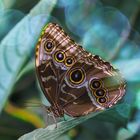 Zu Besuch im Papiliorama