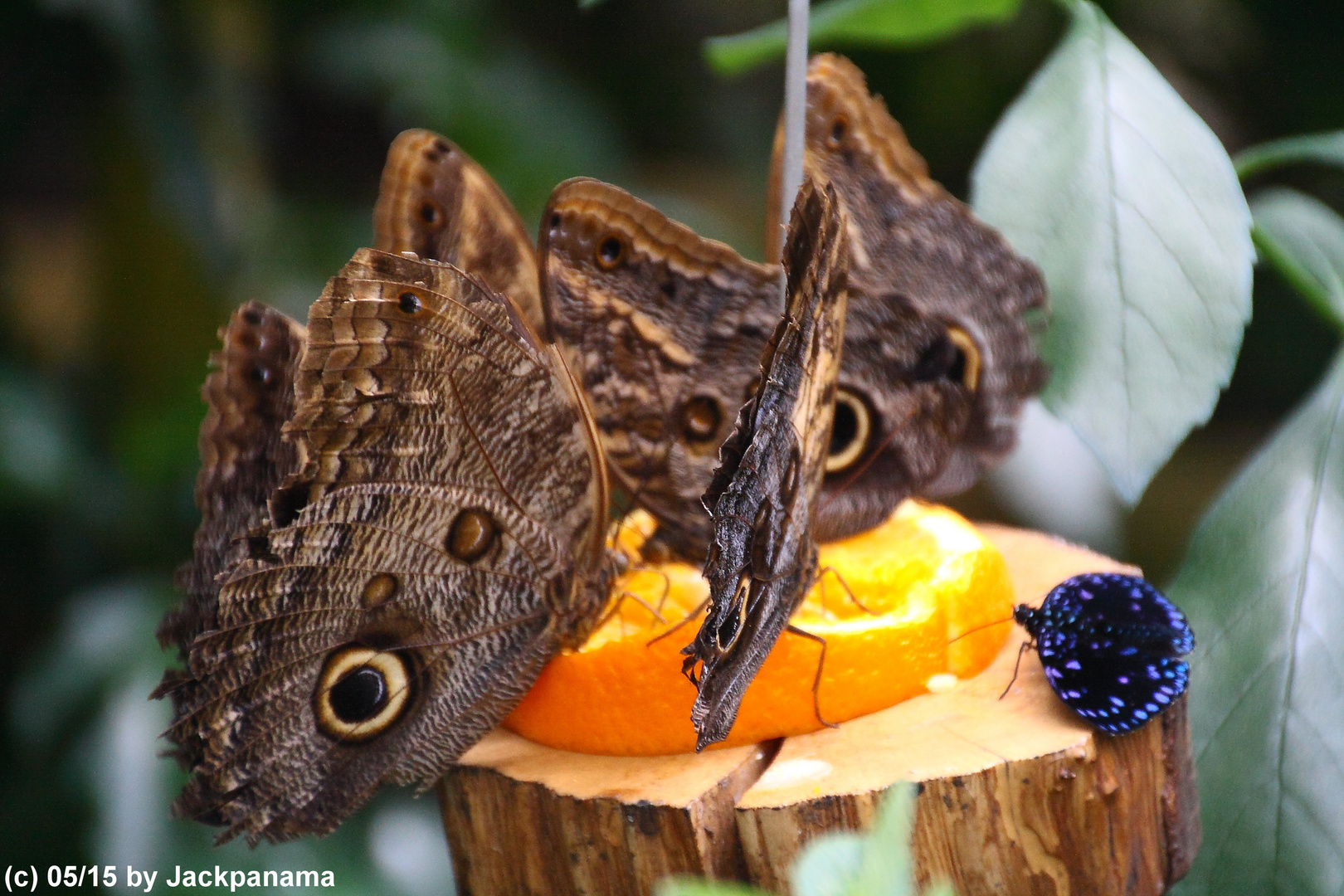 Zu Besuch im Schmetterlingsgarten "Jardin des Papillons", in Luxemburg