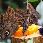 Zu Besuch im Schmetterlingsgarten "Jardin des Papillons", in Luxemburg