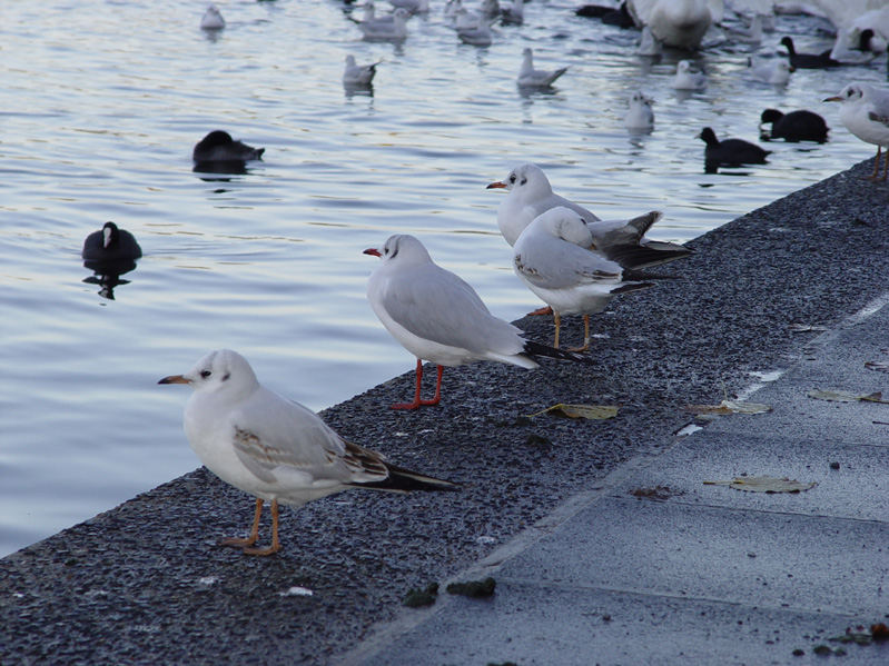 Zu Besuch im Vogelbad