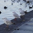 Zu Besuch im Vogelbad