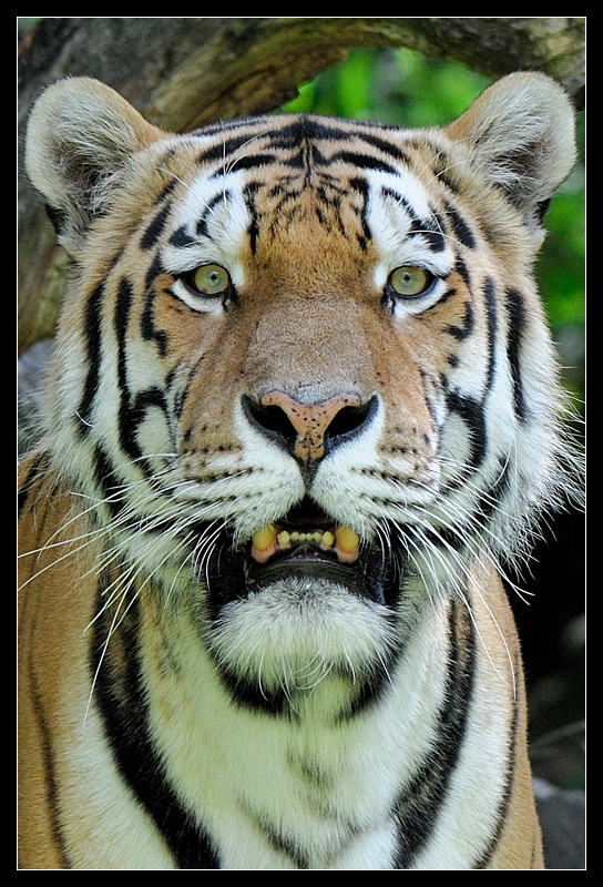 Zu Besuch im Zoo III