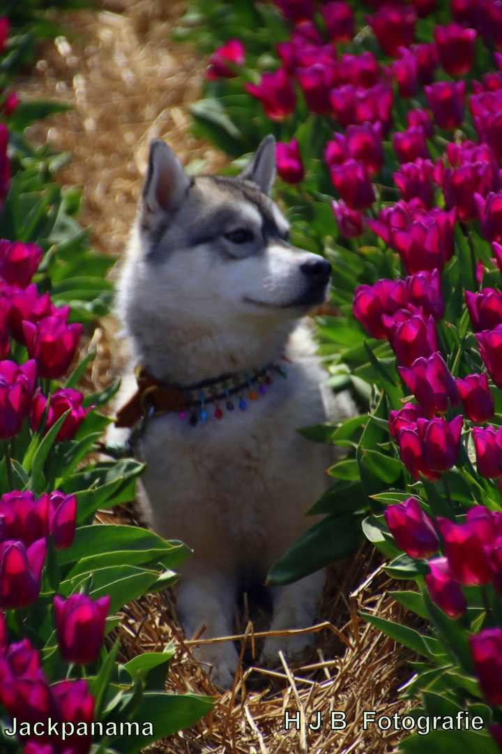 Zu Besuch in den Tulpenfeldern (1)