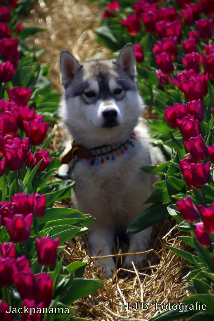 Zu Besuch in den Tulpenfeldern