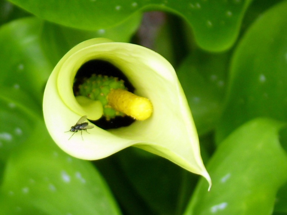 zu Besuch in der Calla