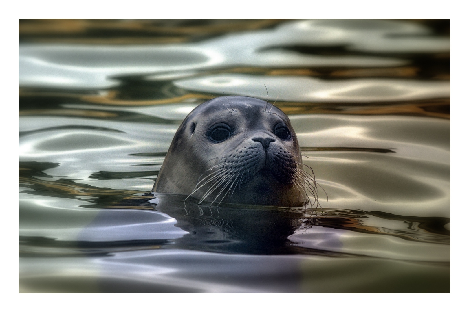 Zu Besuch in der Seehundaufzuchtstation Norddeich