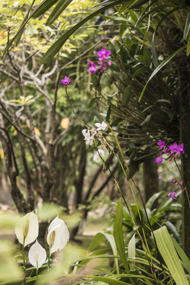 Zu Besuch in einem vietnamesischen Garten