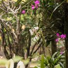 Zu Besuch in einem vietnamesischen Garten