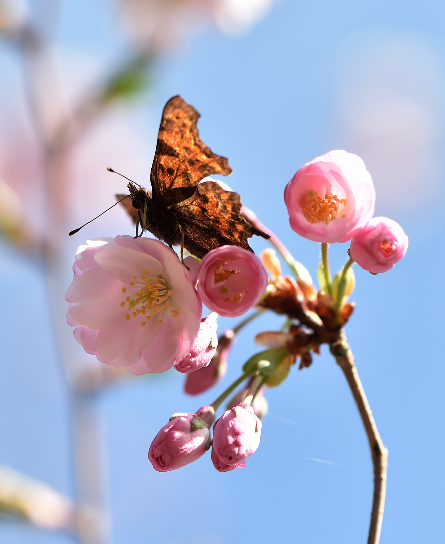 Zu Besuch in Japan