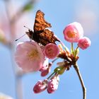 Zu Besuch in Japan