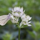 Zu Besuch in meinem Garten