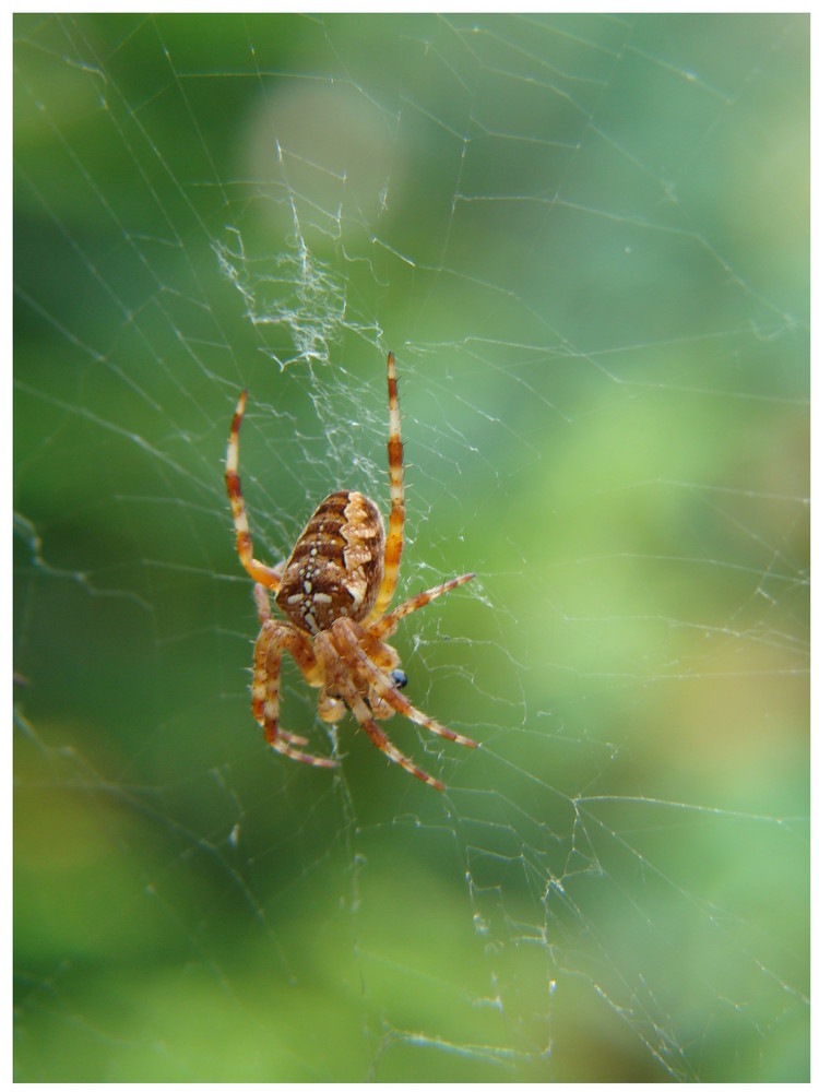 Zu besuch in meinem Garten