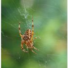 Zu besuch in meinem Garten