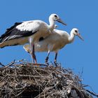 Zu Besuch in Rühstädt, dem storchenreichsten Dorf Deutschlands Storch Störche