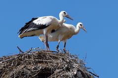 Zu Besuch in Rühstädt, dem storchenreichsten Dorf Deutschlands Storch Störche