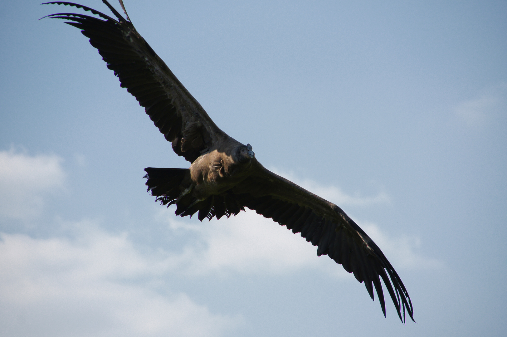 zu breite Schwingen