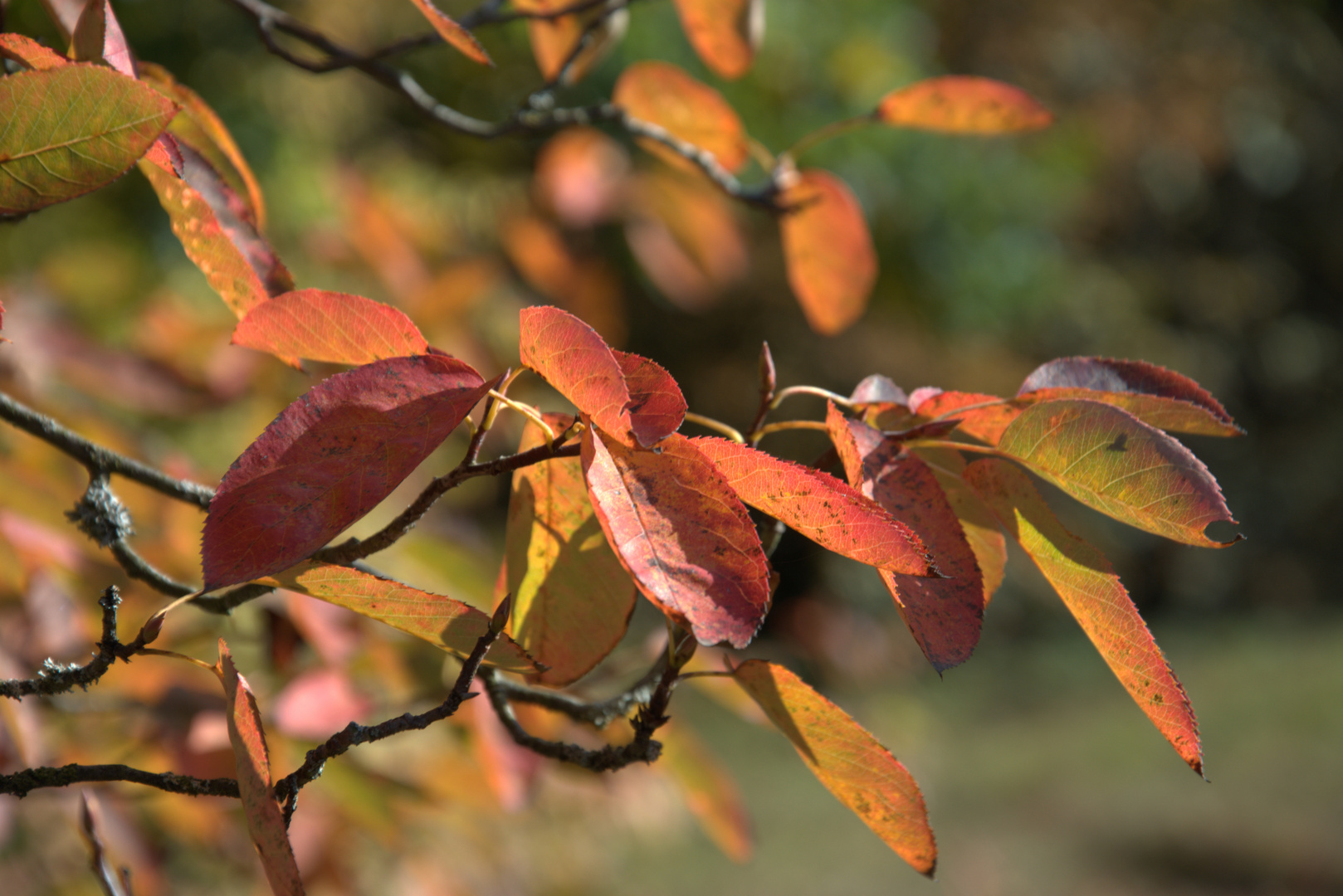 Zu bunt kann mir der Herbst nicht werden