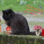 Zu deinem Geburtstag, ...