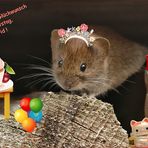 Zu Deinem Geburtstag ...