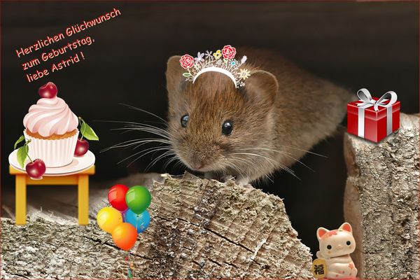 Zu Deinem Geburtstag ...