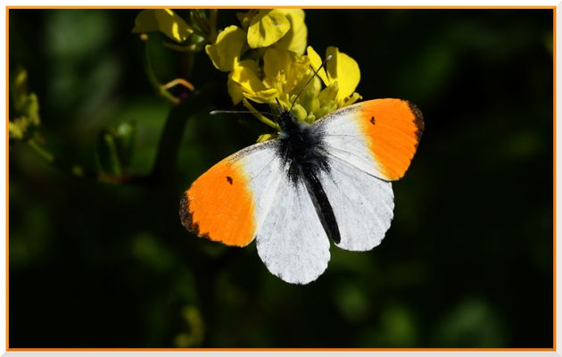 Zu deinem Geburtstag gratuliere ich dir, meine liebe Freundin, von ganzem Herzen !!!**