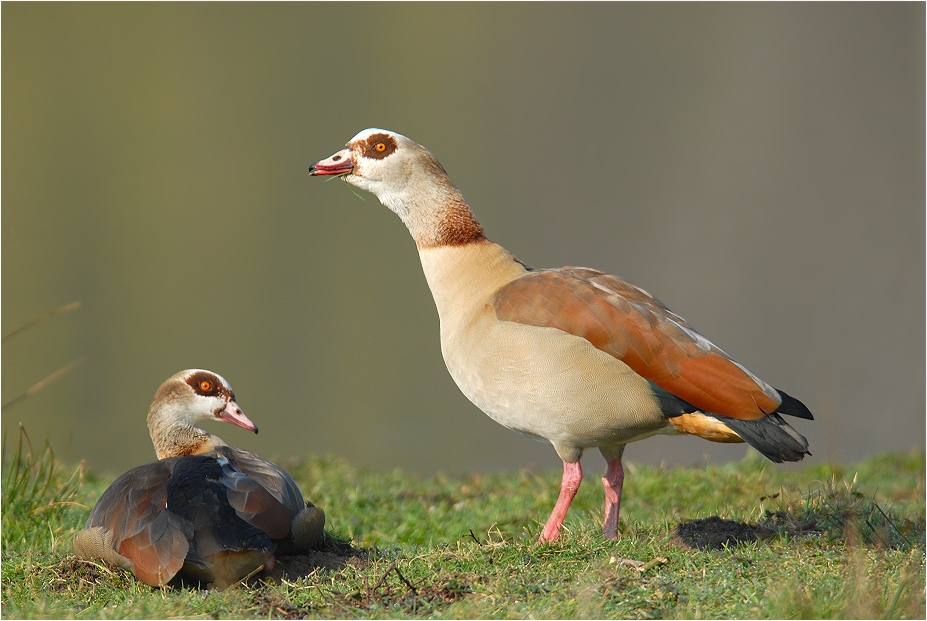 Zu den mittlerweile arrivierten Neozoen gehört die Nilgans...