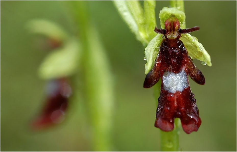 Zu den schönsten heimischen Orchideen...