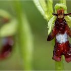 Zu den schönsten heimischen Orchideen...