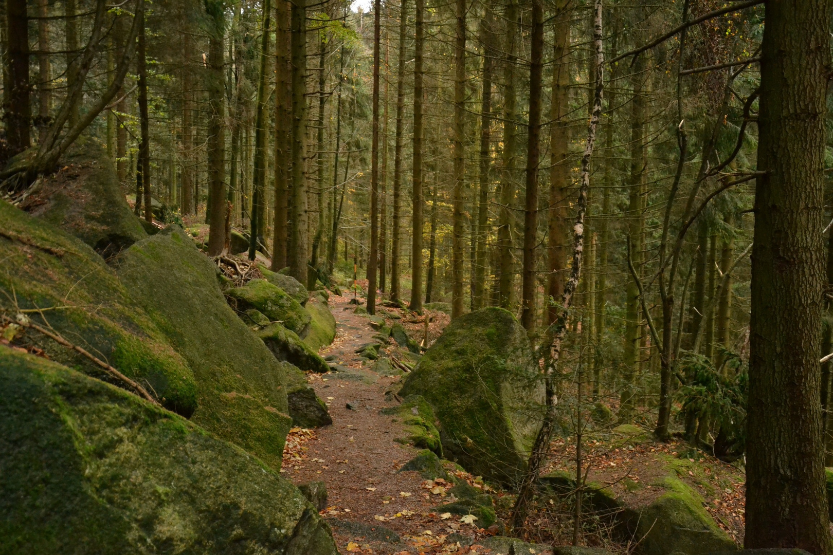 ...zu den Waldmenschen