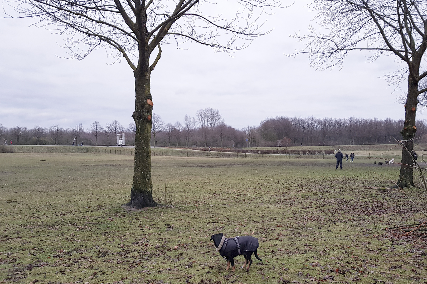 "Zu denen geh ich nicht!": Borussenhund auf Gelsenkirchener Hundewiese.