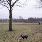 "Zu denen geh ich nicht!": Borussenhund auf Gelsenkirchener Hundewiese.