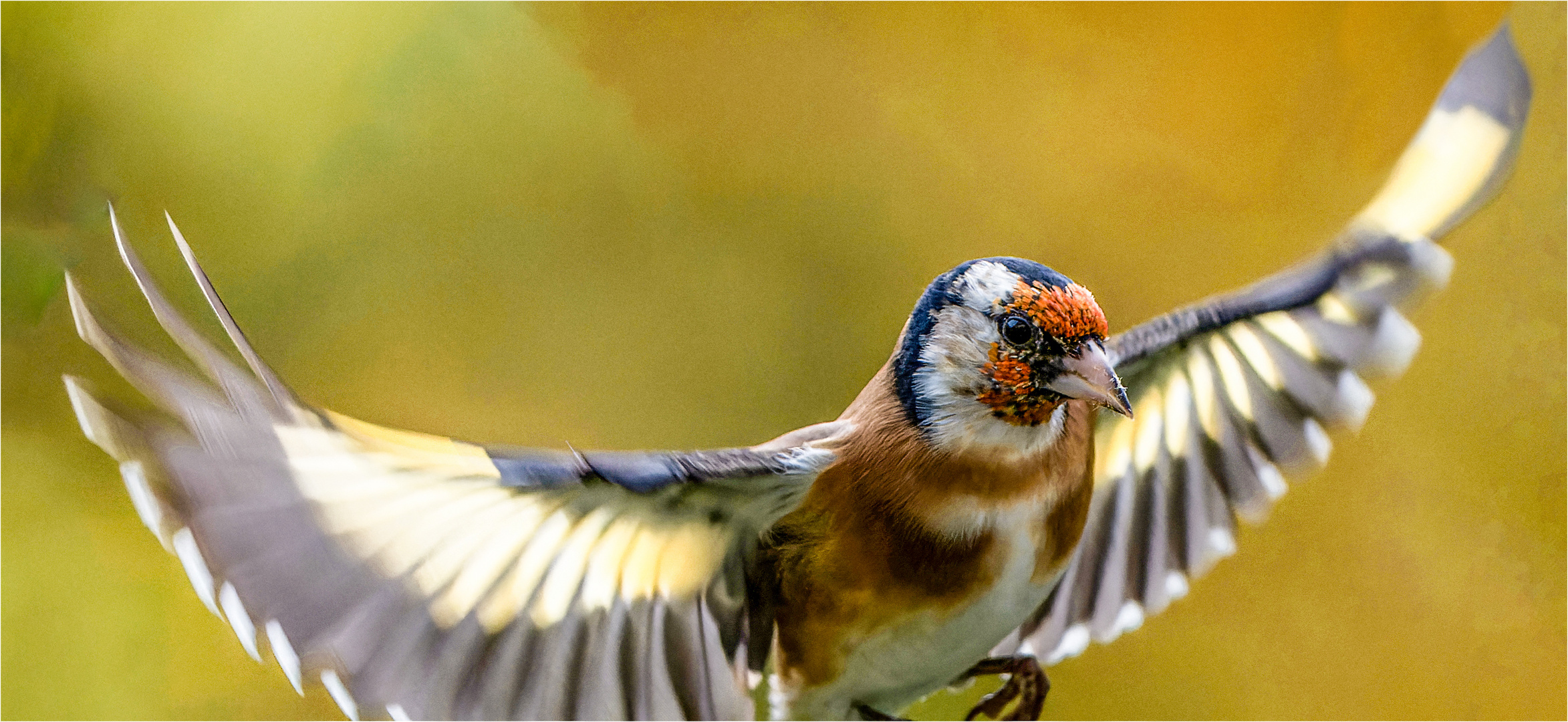 zu dicht für das Olympus 4,0/300 mm  .....