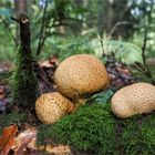 zu dritt auf dem vermoosten Holz  .....