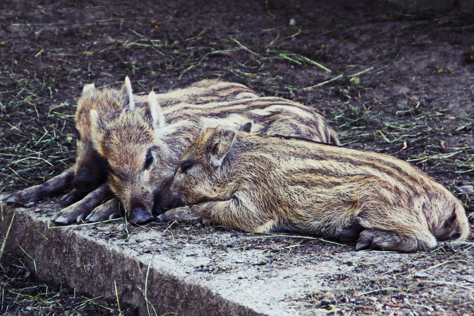 zu dritt kuscheln