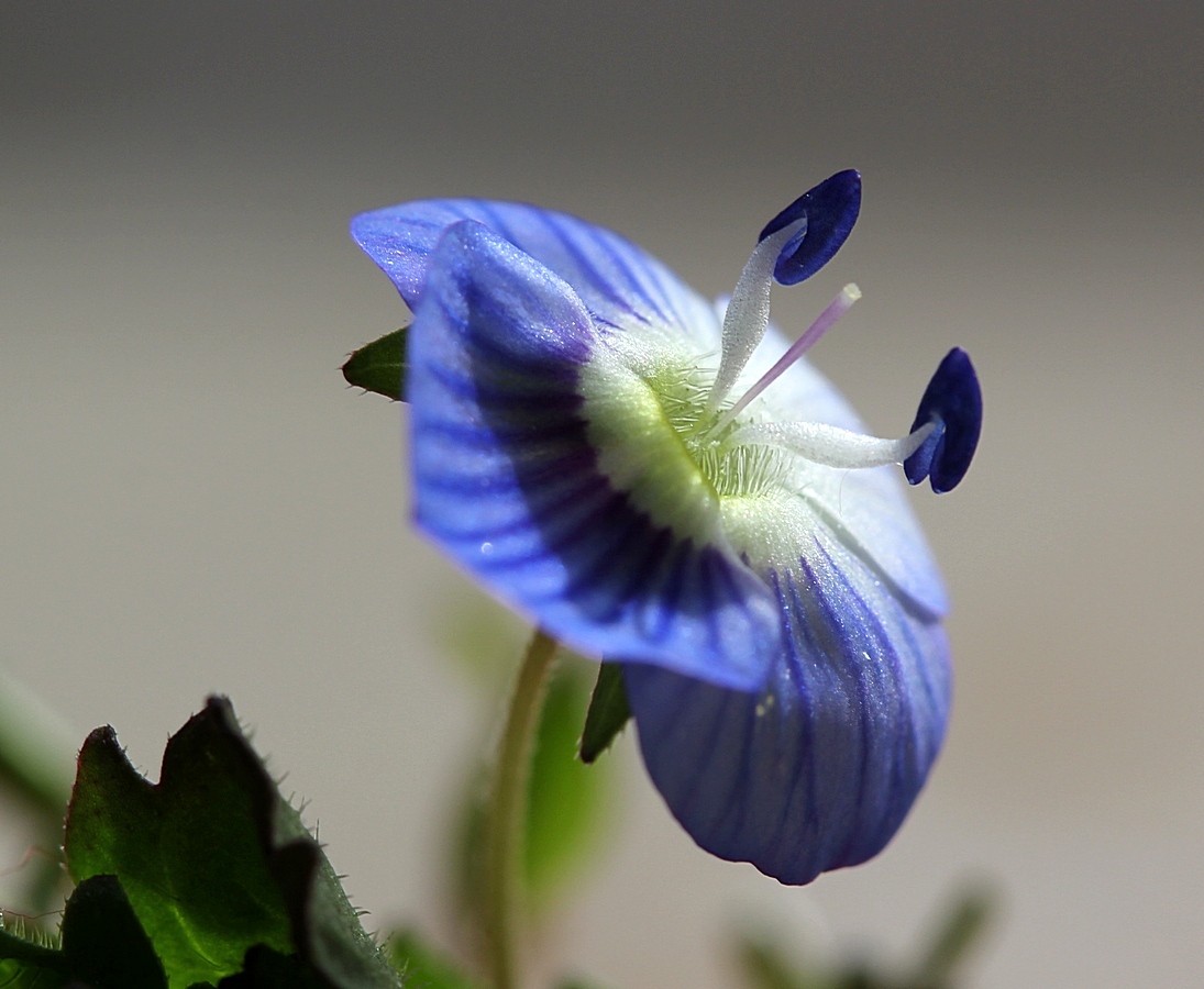 Zu Ehren dieser kleinen Blüte ....