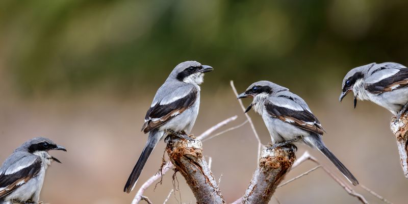 zu einem aktuellen politischen Thema: Einer muss ja schuld sein