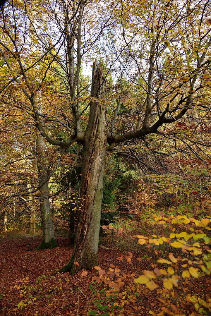 Zu einem Baum verwandelt