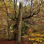 Zu einem Baum verwandelt