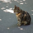 Zu einem Besuch im Zoo