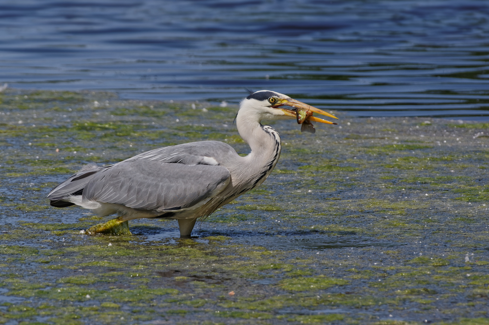 Zu Fisch: Spinat!